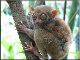 philippine tarsier
