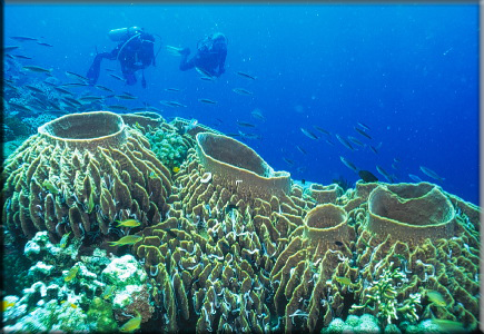 tubbataha reef